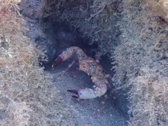 Portunidae