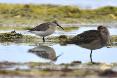 Calidris ferruginea