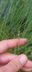 Carex diandra