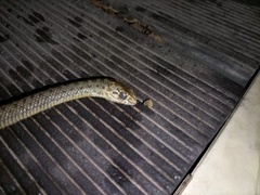 Malpolon monspessulanus