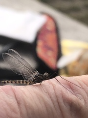 Ephemeroptera