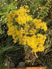 Solidago