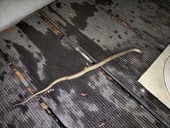 Malpolon monspessulanus