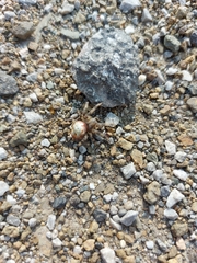 Araneus quadratus