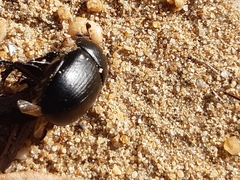 Sericotrupes niger