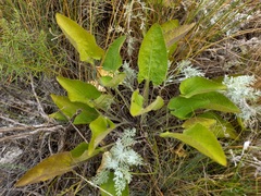 Viola ambigua