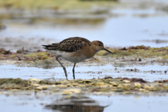 Calidris pugnax