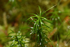 Polytrichastrum alpinum