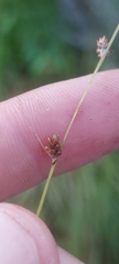 Carex brunnescens