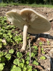 Pluteus cervinus