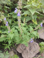 Salvia amarissima