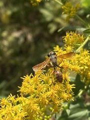 Isodontia