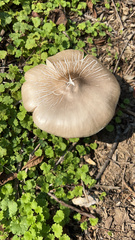 Pluteus cervinus