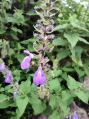 Salvia amarissima