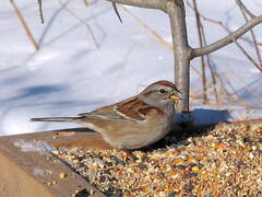 Spizelloides arborea