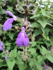 Salvia amarissima