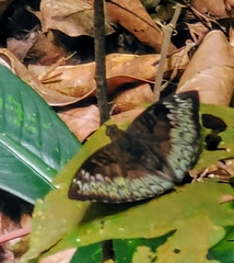 Euthalia monina monina