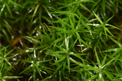 Polytrichastrum alpinum