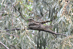 Caprimulgus europaeus