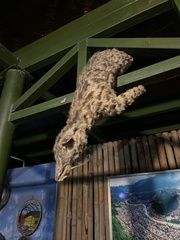 Prionailurus bengalensis