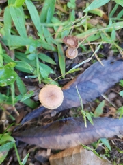 Collybiopsis villosipes