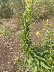 Oenothera biennis