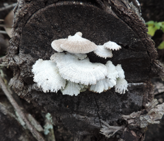 Schizophyllum