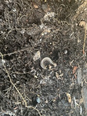 Cylindroiulus caeruleocinctus