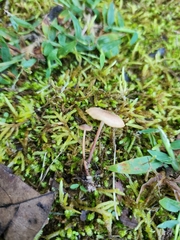 Collybiopsis villosipes