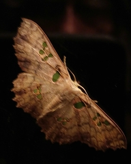 Trygodes niobe
