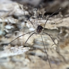 Nelima