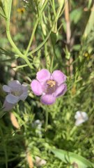 Agalinis heterophylla