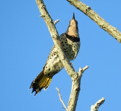 Colaptes auratus luteus