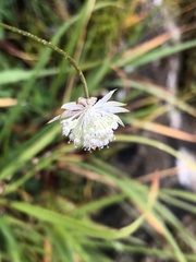 Astrantia minor