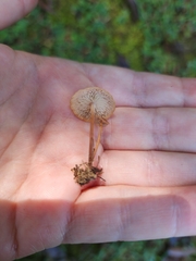 Collybiopsis villosipes
