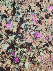 Abronia villosa