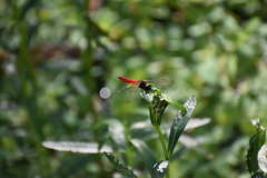 Aethriamanta brevipennis