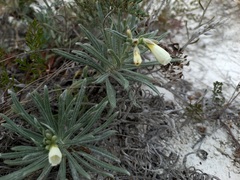 Onosma simplicissima