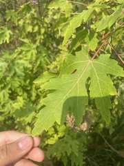 Acer saccharinum