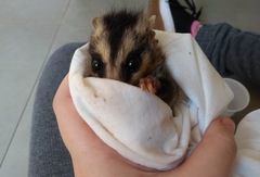Didelphis albiventris