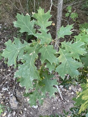 Quercus shumardii
