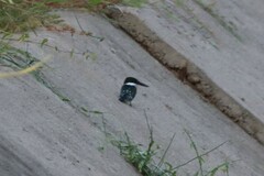 Chloroceryle americana