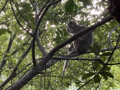 Macaca