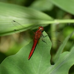 Rhodothemis rufa