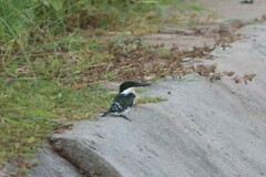 Chloroceryle americana