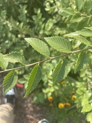 Ulmus