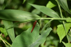 Rhodothemis rufa