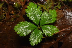 Rubus pedatus