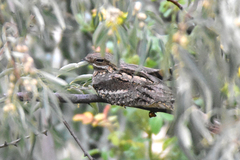 Caprimulgus europaeus