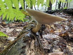 Bresadolia craterella